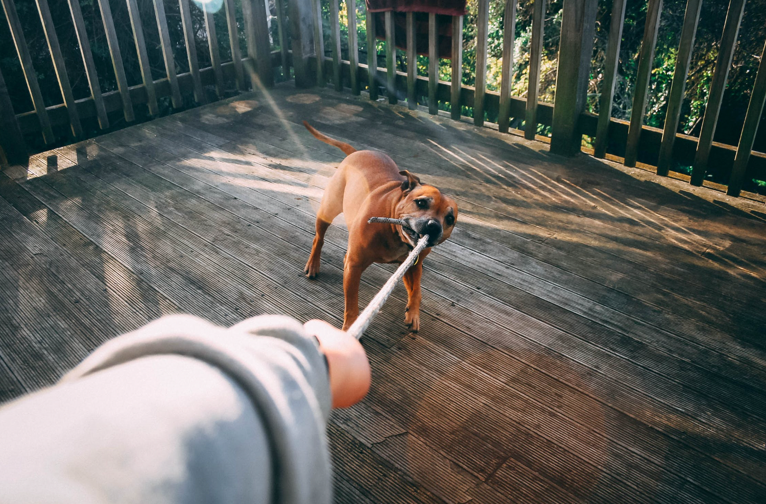 Hundespielzeug Jokoland