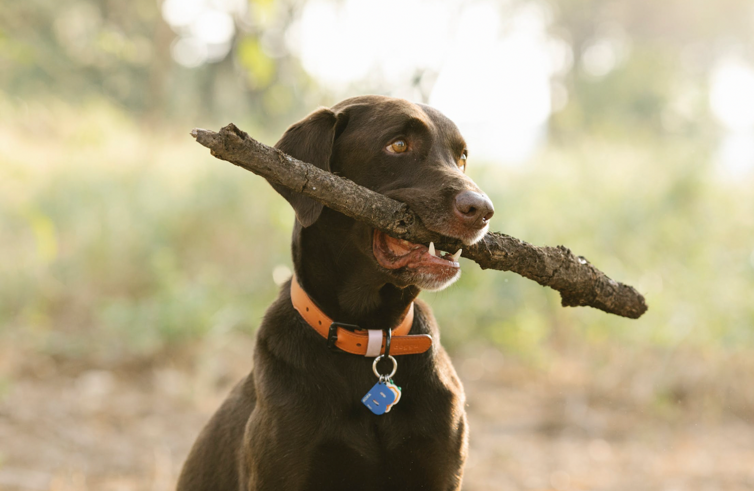 Hundehalsbänder Jokoland